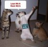 funny-dancing-cats.jpg