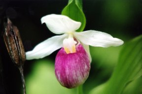 MNLadyslipper